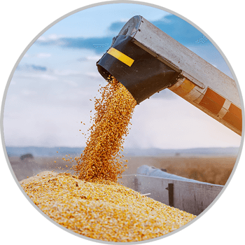 Harvester Pouring Corn into Chaser Bin