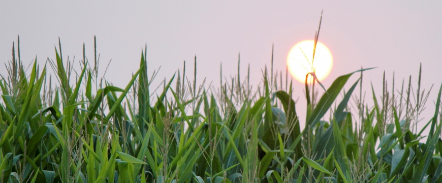 Corn field setting sun