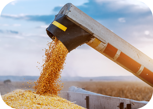 Combine pouring corn into a chaser bin